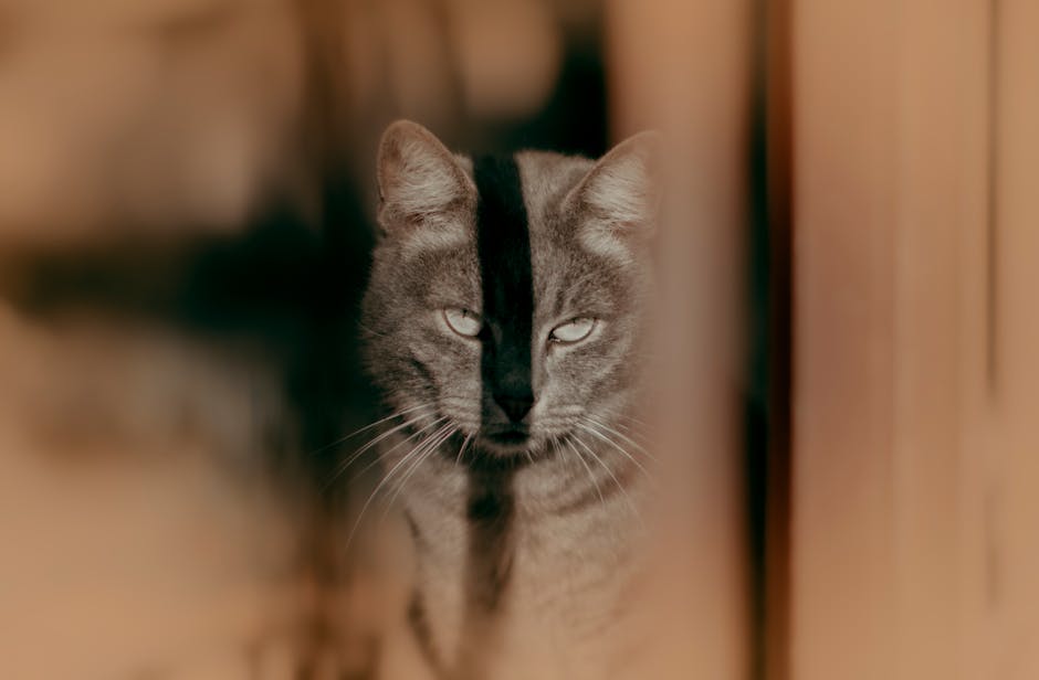 The Quest for the Perfect Cat Water Fountain: A Pet Parent's Guide - Professional image