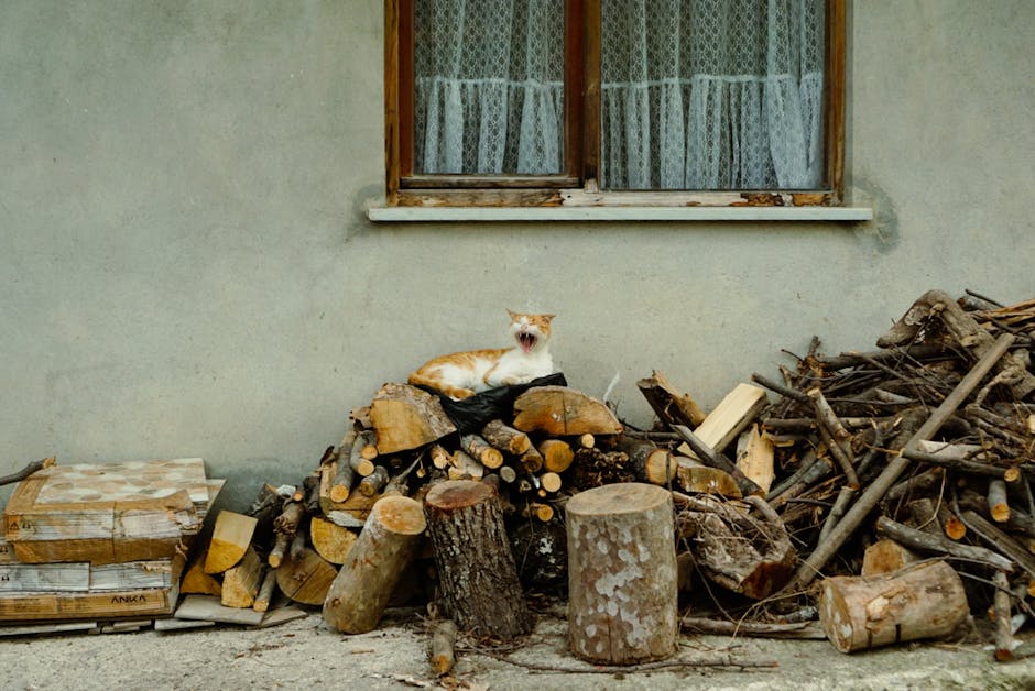 The Rural Cat Owner's Guide to Ceramic Water Fountains: An In-Depth Review After 5 Years of Testing - Professional image